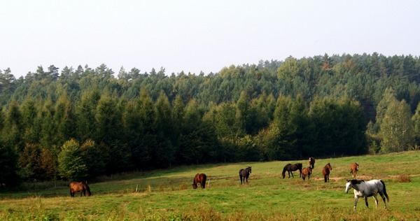 konie rekreacyjne